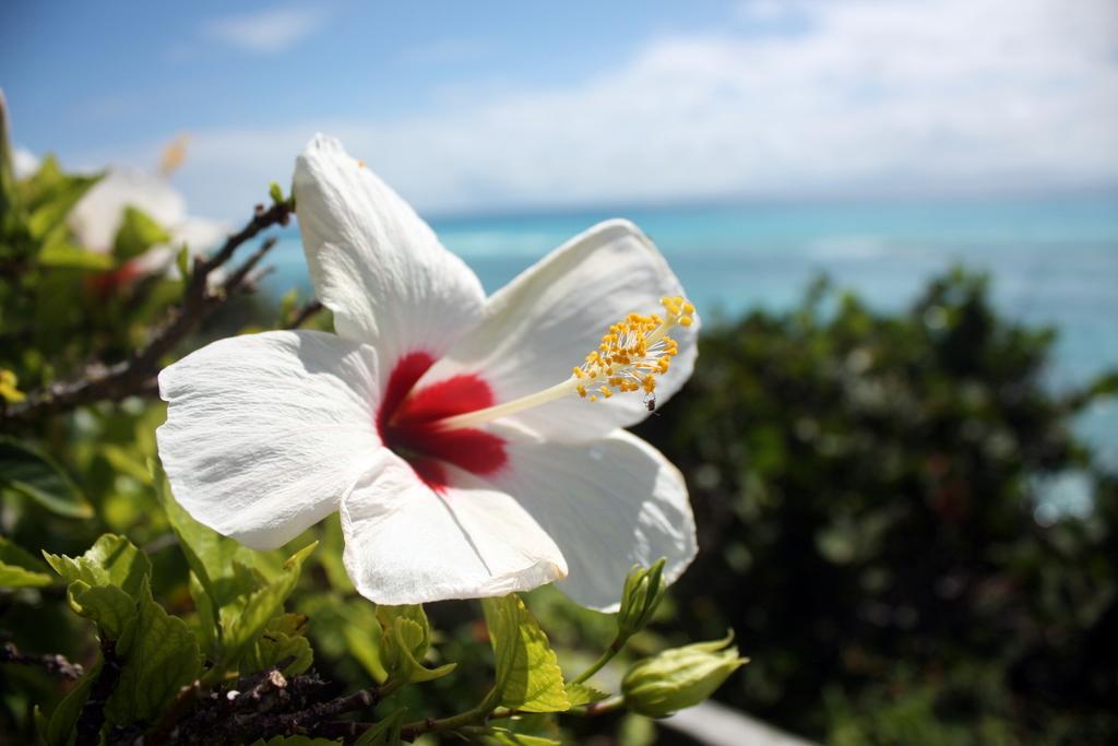 Surf Side Beach Club Mount Pleasant エクステリア 写真